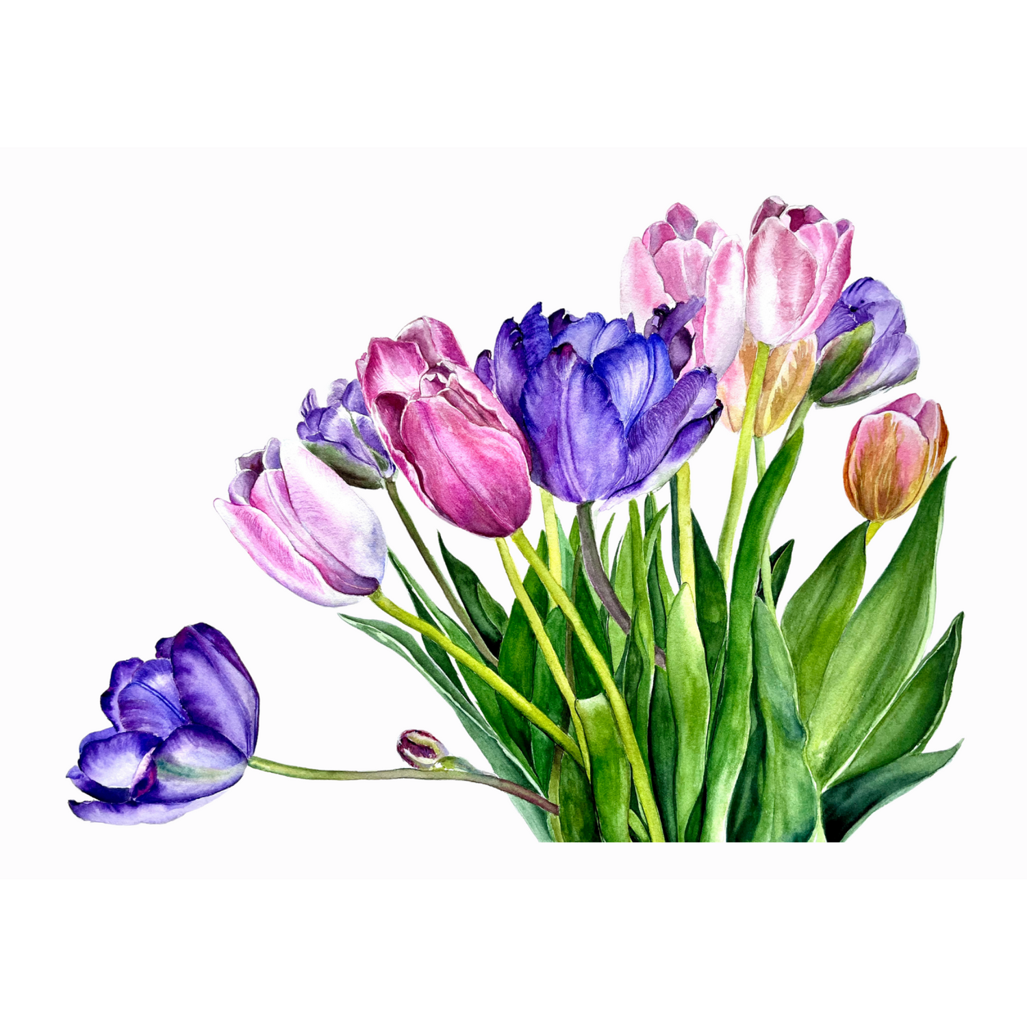 Tulips