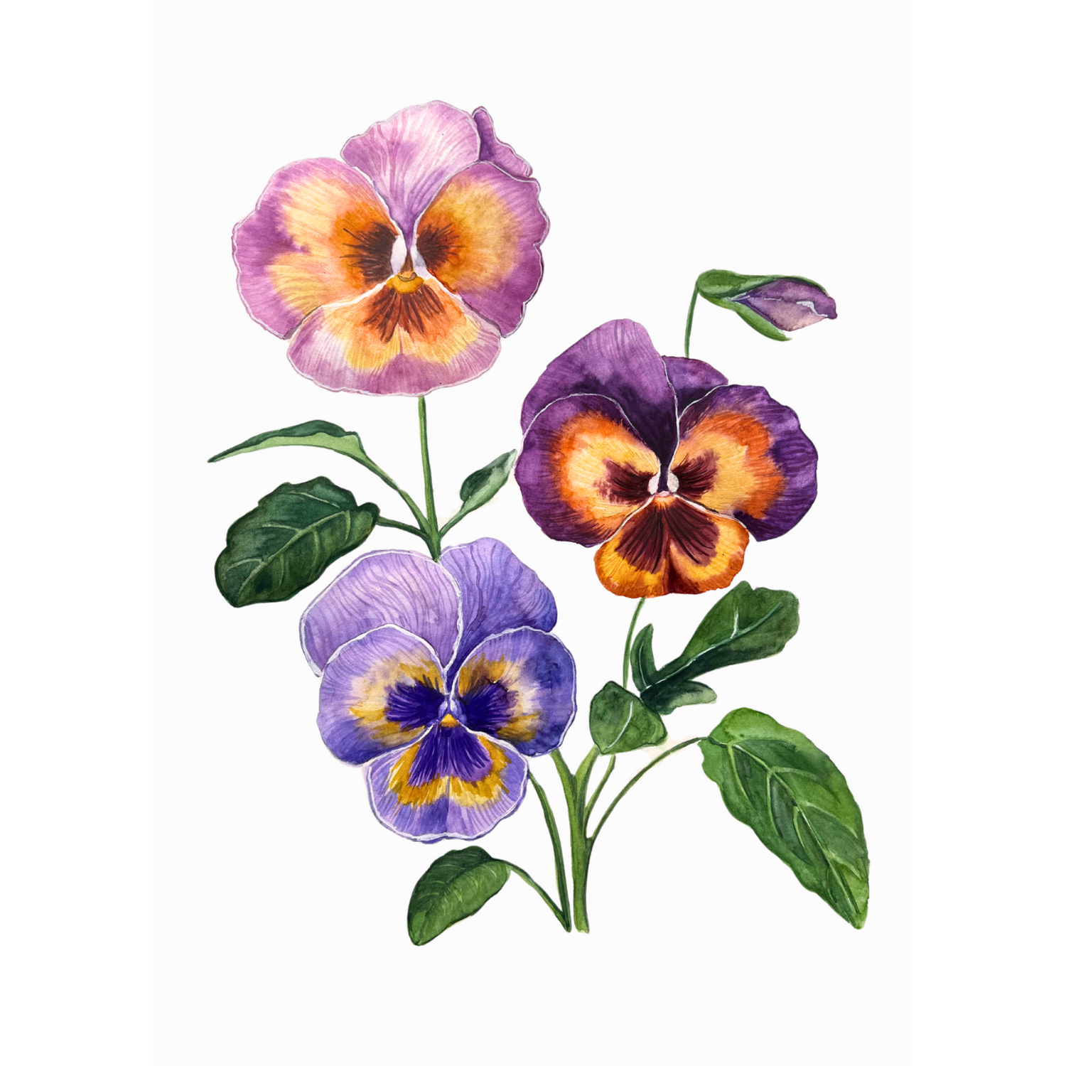 Pansies