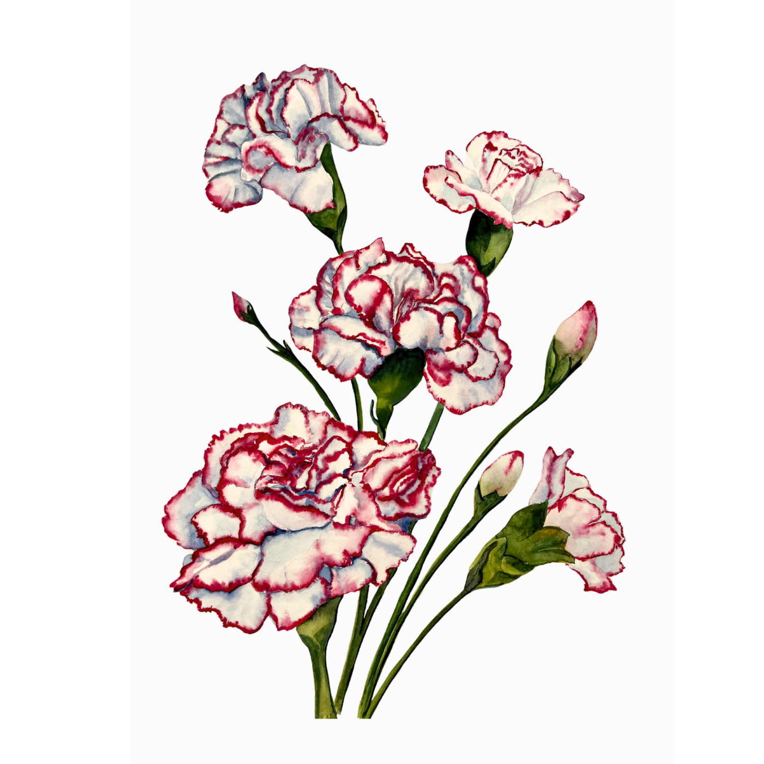 Carnations